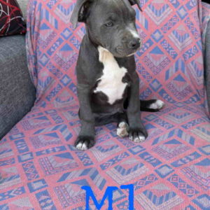Pitbul Blue Nose stenci Slika 2