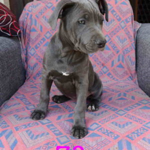 Pitbul Blue Nose stenci Slika 3