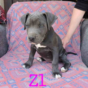 Pitbul Blue Nose stenci Slika 4