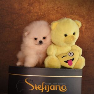 Pomeranac BOO štenci vrhunskog kvaliteta Slika 2