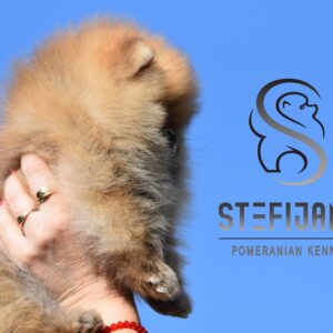 Pomeranac BOO štenci vrhunskog kvaliteta Slika 4