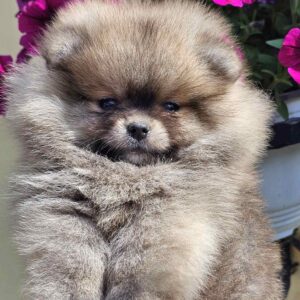 Pomeranac BOO medvedići, Pomeranski Špic Slika 2 Pomeranac BOO medvedići, Pomeranski Špic Slika 2