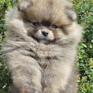 Pomeranac BOO medvedići, Pomeranski Špic Slika 3 Pomeranac BOO medvedići, Pomeranski Špic Slika 3
