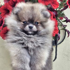 Pomeranac BOO medvedići, Pomeranski Špic Slika 4 Pomeranac BOO medvedići, Pomeranski Špic Slika 4