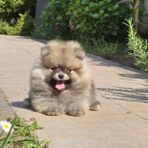 Pomeranac BOO medvedići, Pomeranski Špic Slika 5 Pomeranac BOO medvedići, Pomeranski Špic Slika 5