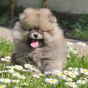 Pomeranac BOO medvedići, Pomeranski Špic Slika 6 Pomeranac BOO medvedići, Pomeranski Špic Slika 6