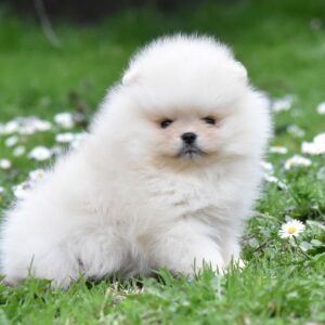 Pomeranac BOO medvedići, Pomeranski Špic Slika 7 Pomeranac BOO medvedići, Pomeranski Špic Slika 7
