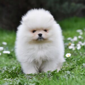Pomeranac BOO medvedići, Pomeranski Špic Slika 8 Pomeranac BOO medvedići, Pomeranski Špic Slika 8