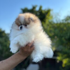 Pomeranski špic,Pomeranac,Pomeranian,Boo štenci Slika 4