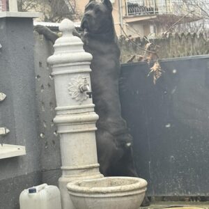 Crni Cane Corso štenci – rezervacije u toku Slika 10 Crni Cane Corso štenci – rezervacije u toku Slika 10