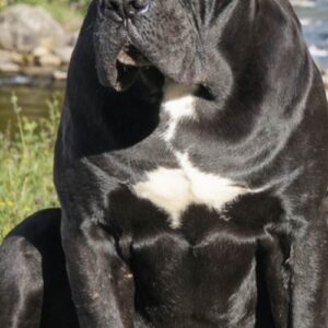 Crni Cane Corso štenci – rezervacije u toku Slika 11 Crni Cane Corso štenci – rezervacije u toku Slika 11