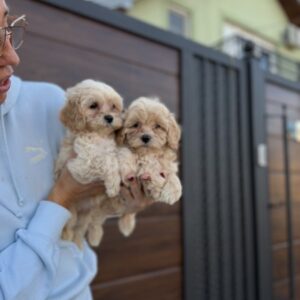 Maltipoo vrhunske genetike Slika 2 Maltipoo vrhunske genetike Slika 2