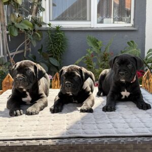 Crni Cane Corso štenci – rezervacije u toku Slika 2 Crni Cane Corso štenci – rezervacije u toku Slika 2
