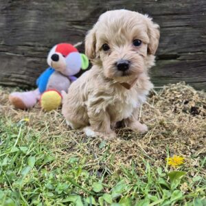 Mini maltipoo Slika 2