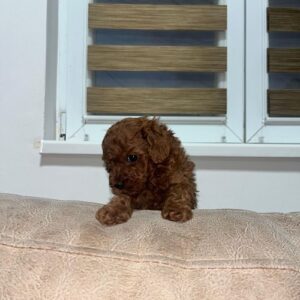 Toy pudlice Slika 2