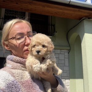 Maltipoo vrhunske genetike Slika 3 Maltipoo vrhunske genetike Slika 3