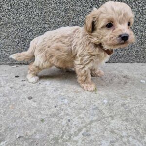 Mini maltipoo Slika 3
