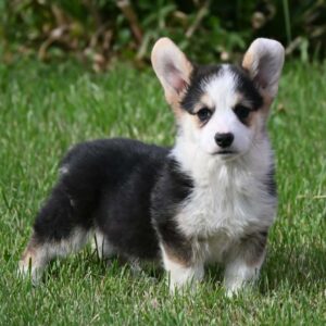 Velski korgi/Welsh Corgi Pembroke Slika 2