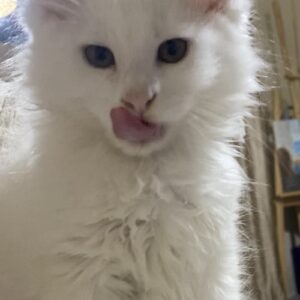 Maine Coon mačići Slika 3 Maine Coon mačići Slika 3