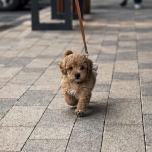 Maltipoo vrhunske genetike Slika 4