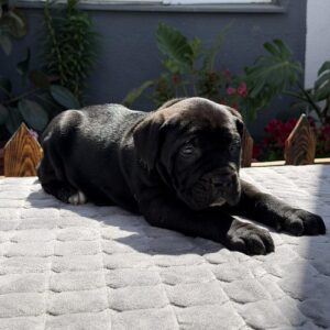 Crni Cane Corso štenci – rezervacije u toku Slika 4 Crni Cane Corso štenci – rezervacije u toku Slika 4