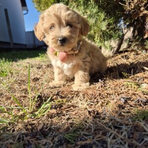 Mini maltipoo Slika 4