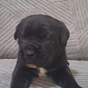 Kane Korso prelepi štenci Slika 5 Kane Korso prelepi štenci Slika 5