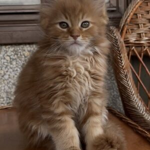 Maine Coon mačići Slika 4 Maine Coon mačići Slika 4