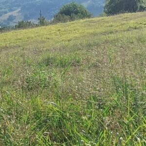 Placevi na prodaju Beočin-Šakotinac Slika 5 Placevi na prodaju Beočin-Šakotinac Slika 5