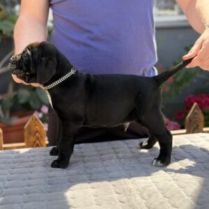Crni Cane Corso štenci – rezervacije u toku Slika 5 Crni Cane Corso štenci – rezervacije u toku Slika 5