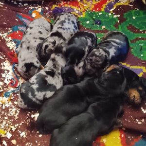 Štenci JAZAVIČARA Slika 5 Štenci JAZAVIČARA Slika 5
