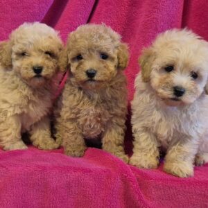 Mini maltipoo Slika 5