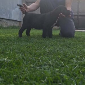 Kane Korso prelepi štenci Slika 11 Kane Korso prelepi štenci Slika 11