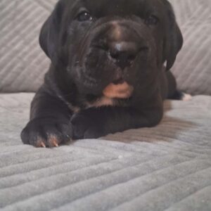 Kane Korso prelepi štenci Slika 10 Kane Korso prelepi štenci Slika 10