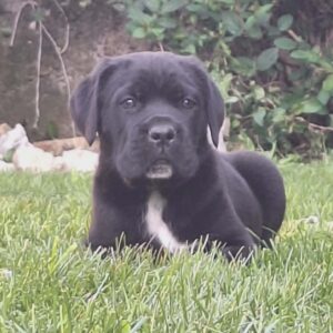 Kane Korso prelepi štenci Slika 6 Kane Korso prelepi štenci Slika 6