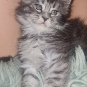 Maine Coon mačići Slika 5 Maine Coon mačići Slika 5