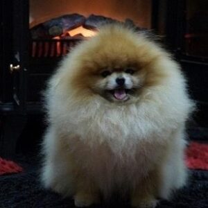Pomeranski špic,Pomeranac,Pomeranian,Boo štenci Slika 2