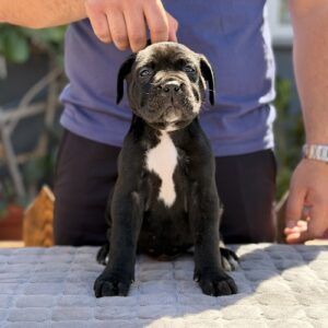 Crni Cane Corso štenci – rezervacije u toku Slika 6 Crni Cane Corso štenci – rezervacije u toku Slika 6