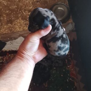 Štenci JAZAVIČARA Slika 6 Štenci JAZAVIČARA Slika 6