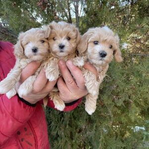 Mini maltipoo Slika 6