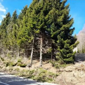 Prodaja parcela na Goliji Slika 5