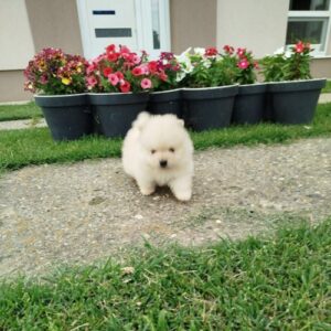 Prelepi Boo medvedici Slika 7 Prelepi Boo medvedici Slika 7