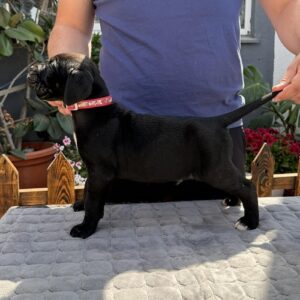 Crni Cane Corso štenci – rezervacije u toku Slika 7 Crni Cane Corso štenci – rezervacije u toku Slika 7
