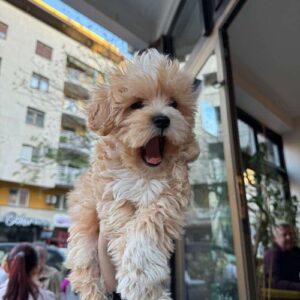 Mini maltipoo Slika 7