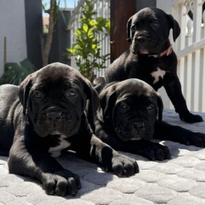 Crni Cane Corso štenci – rezervacije u toku Slika 8 Crni Cane Corso štenci – rezervacije u toku Slika 8