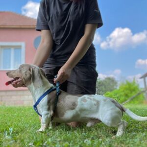 Štenci JAZAVIČARA Slika 8 Štenci JAZAVIČARA Slika 8