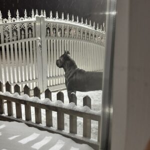 Crni Cane Corso štenci – rezervacije u toku Slika 9 Crni Cane Corso štenci – rezervacije u toku Slika 9