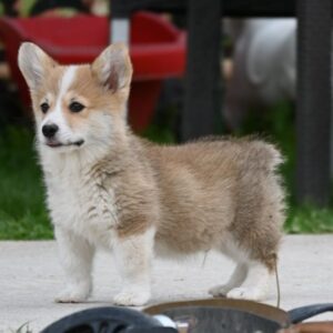 Velški korgi/Welsh Corgi Pembroke Slika 5