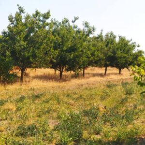 Kuća, Majdan (Novi Kneževac), 110 m2 Slika 8