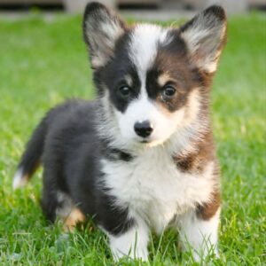 Velški korgi/Welsh Corgi Pembroke Slika 8